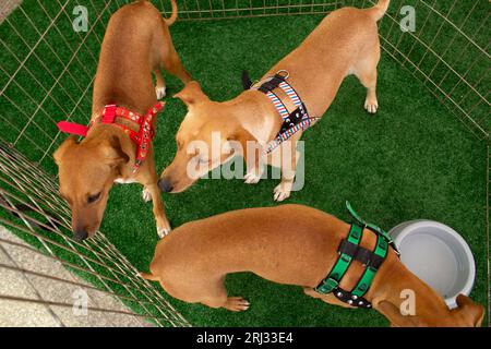 Goiania, Goias, Brasilien – 19. August 2023: Drei karamellfarbene Hunde in einem Stift bei einer Adoptionsmesse für Streuner. Stockfoto