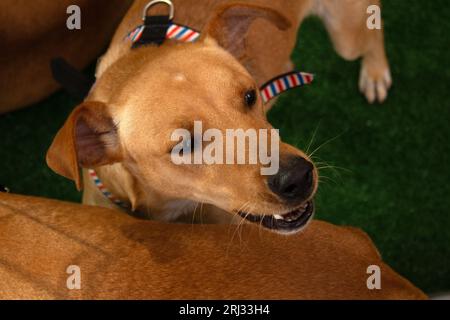 Goiania, Goias, Brasilien – 19. August 2023: Das Gesicht eines Karamellhundes in einem Stift auf einer Adoptionsmesse für verlassene Tiere. Stockfoto