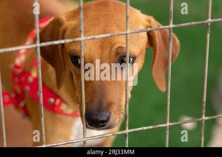 Goiania, Goias, Brasilien – 19. August 2023: Das Gesicht eines Karamellhundes in einem Stift auf einer Adoptionsmesse für verlassene Tiere. Stockfoto