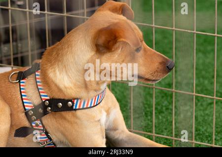 Goiania, Goias, Brasilien – 19. August 2023: Das Gesicht eines Karamellhundes in einem Stift auf einer Adoptionsmesse für verlassene Tiere. Stockfoto