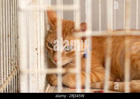 Goiania, Goias, Brasilien – 19. August 2023: Eine zur Adoption verfügbare Ingwerkatze, die auf einer Tiermesse in einem Käfig zur Spende liegt. Stockfoto