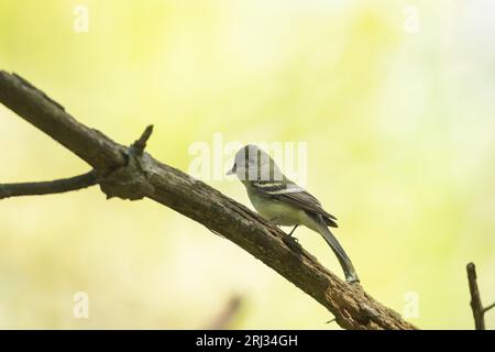 Acadian Flycatcher Empidonax virescens, Erwachsener auf einem Ast, Belleplain State Forest, New Jersey, USA, Mai Stockfoto