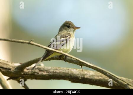 Acadian Flycatcher Empidonax virescens, Erwachsener auf einem Ast, Belleplain State Forest, New Jersey, USA, Mai Stockfoto