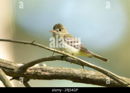 Acadian Flycatcher Empidonax virescens, Erwachsener auf einem Ast, Belleplain State Forest, New Jersey, USA, Mai Stockfoto