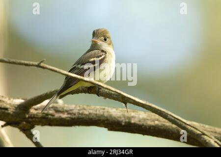 Acadian Flycatcher Empidonax virescens, Erwachsener auf einem Ast, Belleplain State Forest, New Jersey, USA, Mai Stockfoto