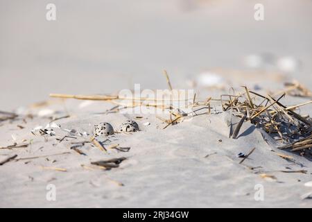 Amerikanischer Austernfänger Haematopus palliatus, Nest mit drei Eiern am Sandstrand, Stone Harbor Point, New Jersey, USA, Mai Stockfoto