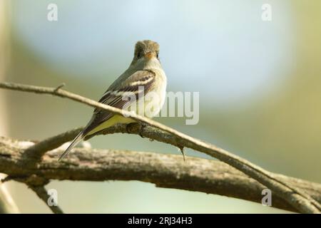 Acadian Flycatcher Empidonax virescens, Erwachsener auf einem Ast, Belleplain State Forest, New Jersey, USA, Mai Stockfoto