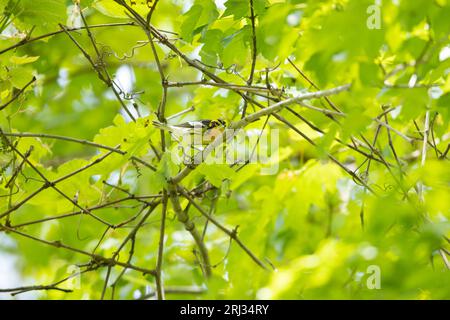 Blackburnian Warbler Setophaga fusca, ausgewachsener Rüde, der in einem Baumkronendach thront, Cox Hall Creek Wildlife Management Area, New Jersey, USA, Mai Stockfoto