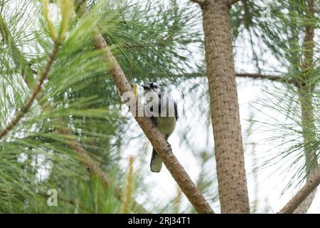 Blue jay Cyanocitta cristata, Erwachsener im Wald, Cox Hall Creek Wildlife Management Area, New Jersey, USA, Mai Stockfoto