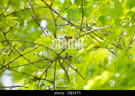 Blackburnian Warbler Setophaga fusca, ausgewachsener Rüde, der in einem Baumkronendach thront, Cox Hall Creek Wildlife Management Area, New Jersey, USA, Mai Stockfoto