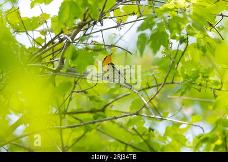 Blackburnian Warbler Setophaga fusca, ausgewachsener Rüde, der in einem Baumkronendach thront, Cox Hall Creek Wildlife Management Area, New Jersey, USA, Mai Stockfoto