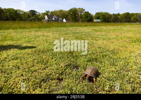 Erdschildkröte Terrapene carolina, Erwachsener im Feldrand, Belleplain State Forest, New Jersey, USA, Mai Stockfoto