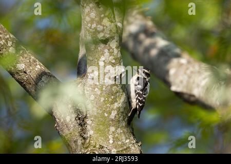 Flaumspecht Dryobates pubescens, ausgewachsener Rüde auf Baumstamm, Bella Vida, New Jersey, USA, Mai Stockfoto