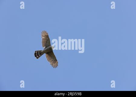 Cooper's Hawk Accipiter cooperii, Erwachsener im Flug, Cape May Bird Observatory, New Jersey, USA, Mai Stockfoto