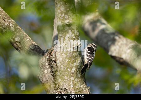 Flaumspecht Dryobates pubescens, ausgewachsener Rüde auf Baumstamm, Bella Vida, New Jersey, USA, Mai Stockfoto