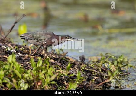 Green Heron Butorides virescens, Erwachsene auf der Insel, Cape May Bird Observatory, New Jersey, USA, Mai Stockfoto