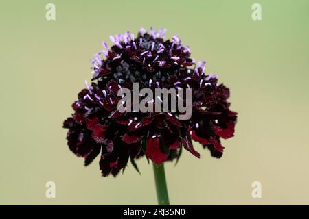 Nahaufnahme einer schwarzen Ritterkissenblume (scabiosa atropurpurea) in Blüte Stockfoto