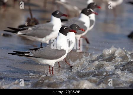 Lachende Möwe Leucophaeus atricilla, Erwachsene auf der Suche nach Atlantischen Hufeisenkrebsen Limulus polyphemus Erwachsene und Eier, Reeds Beach, New Jersey, USA, Mai Stockfoto