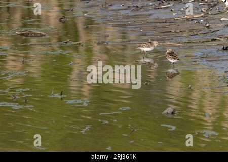 Least Sandpiper Calidris minutilla, Futtersuche, Heislerville, Cumberland County, New Jersey, USA, Mai Stockfoto