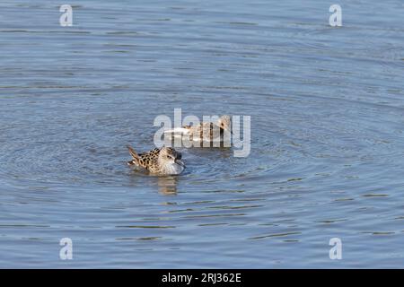 Am wenigsten Sandpiper Calidris minutilla, Baden in flachen Gewässern, Heislerville, New Jersey, USA, Mai Stockfoto