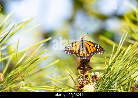 Monarch Danaus plexippus, Imago-Weibchen auf Kiefer, Cape May Bird Observatory, New Jersey, USA, Mai Stockfoto