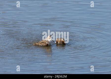 Am wenigsten Sandpiper Calidris minutilla, Baden in flachen Gewässern, Heislerville, New Jersey, USA, Mai Stockfoto