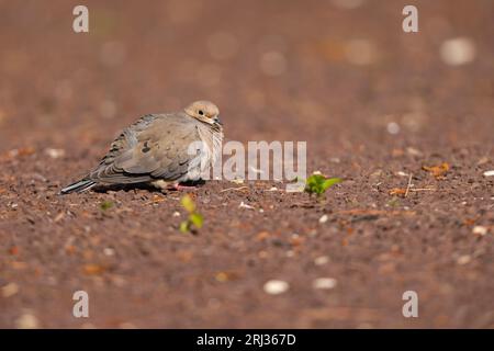 Trauertaube Zenaida macroura, Erwachsene, die sich auf dem Boden ruhen, Coral Avenue, New Jersey, USA, Mai Stockfoto