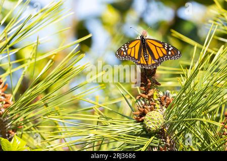 Monarch Danaus plexippus, Imago-Weibchen auf Kiefer, Cape May Bird Observatory, New Jersey, USA, Mai Stockfoto