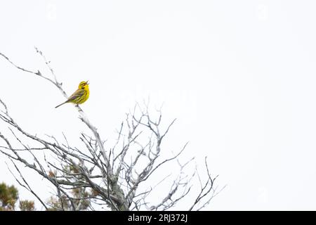 Prairie Warbler Setophaga verfärbt, Erwachsener Männergesang aus Scrub, Cox Hall Creek Wildlife Management Area, New Jersey, USA, Mai Stockfoto