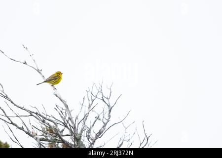 Prairie Warbler Setophaga verfärbt, Erwachsener Männergesang aus Scrub, Cox Hall Creek Wildlife Management Area, New Jersey, USA, Mai Stockfoto