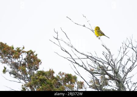 Prairie Warbler Setophaga verfärbt, Erwachsener Männergesang aus Scrub, Cox Hall Creek Wildlife Management Area, New Jersey, USA, Mai Stockfoto