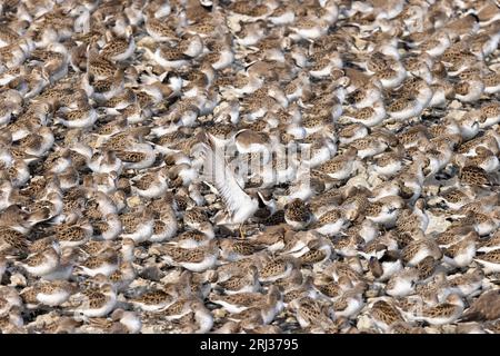 Semipalmenplover Charadrius semipalmatus, zwischen semipalmiertem Sandpiper Calidris pusilla Herde auf der flachen Insel Heislerville, Cumberlan Stockfoto