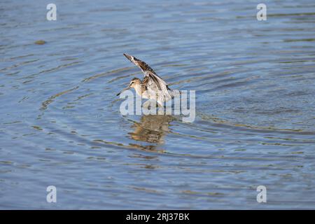 Kurzabrechnung des Dowitchers Limnodromus griseus, Flügelschlag, Heislerville, Cumberland County, New Jersey, USA, Mai Stockfoto