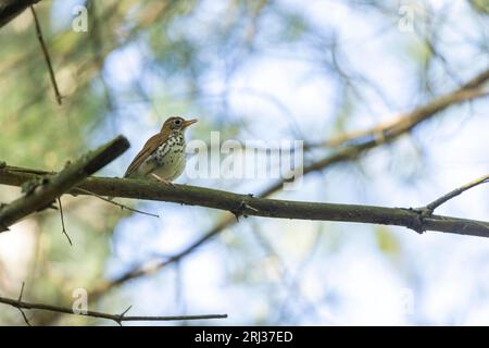 Holzdrossel Hylocichla mustelina, Erwachsener im Baumkronenwald, Belleplain State Forest, New Jersey, USA, Mai Stockfoto