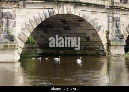 Eine Familie wilder Stummschwäne driftet unter dem englischen Brückenbogen in Shrewsbury, Großbritannien Stockfoto