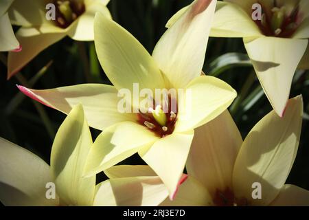Nahaufnahme der schönen zweifarbigen blassgelben Blüten Cynthia Lady Tulpe Stockfoto