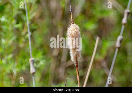 Nahaufnahme der Großblättrige Jungvögel (Typha latifolia), die in der Aue von Rio Grande im Bosque del Apache National Wildlife Refuge aussaaten Stockfoto