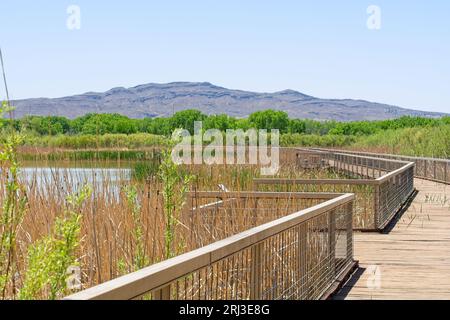 Im Frühjahr bietet das Bosque del Apache National Wildlife Refuge mit Blick auf die Uferpromenade über die Auen und die Chupadera Mountains am Horizont Stockfoto