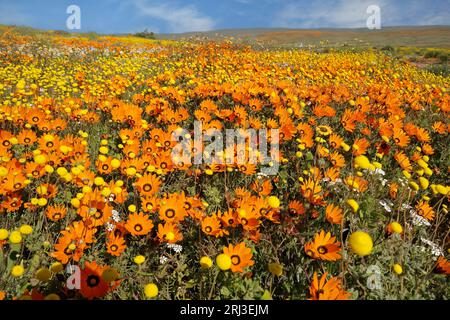 Bunte blühende Namaqualand-Gänseblümchen (Dimorphotheca sinuata) Nordkap, Südafrika Stockfoto