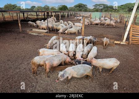 Schweine füttern in Füttern auf einer ländlichen Schweinezucht im ländlichen Namibia Stockfoto