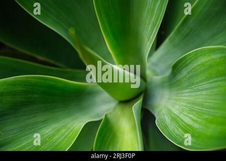 Agave attenuata, auch bekannt als Fuchsschwanz-Agave oder Löwenschwanz-Agavenblätter Stockfoto