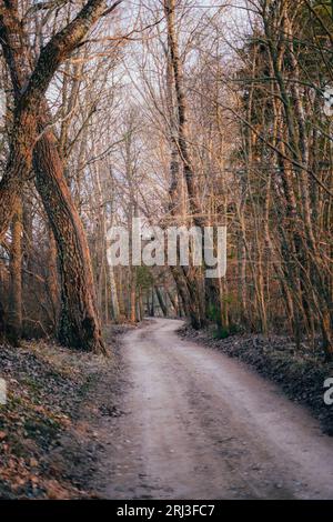 Eine isolierte unbefestigte Straße verläuft durch ein verlassenes Waldgebiet, das unfruchtbar und ohne Vegetation ist Stockfoto