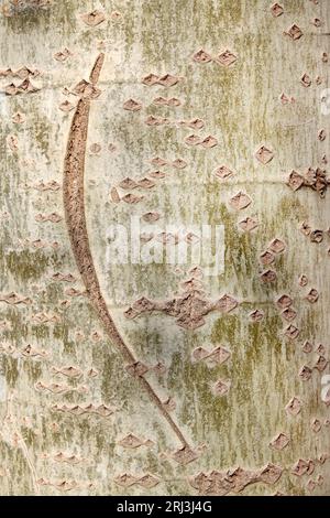 closeup of poplar bark texture in the wild Stockfoto