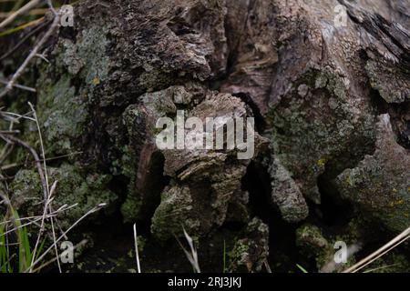 Ein idyllischer Blick auf eine natürliche Waldszene mit einem moosbedeckten Baumstumpf inmitten üppiger Vegetation Stockfoto