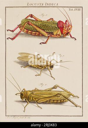 Abbildung der Heuschrecken. Das ist ein Teller aus einem alten deutschen Buch über Insekten, speziell Schmetterlinge. Das Buch wurde um die Mitte des 18. Jahrhunderts veröffentlicht Stockfoto