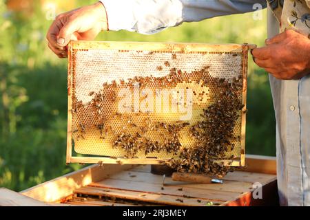 Imker nimmt Gestell aus Bienenstock in der Bienenstation, Nahaufnahme Stockfoto