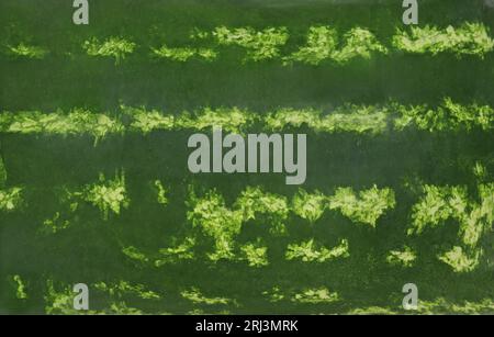 Grün gestreifte Rinde von Wassermelone als Hintergrund, Nahaufnahme Stockfoto