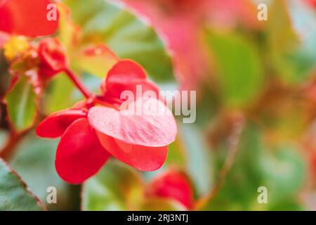 Rote und pinke Blüten aus Wachsbegonien, Begonia cucullata, Begonia mit Klumpen, mit gelben Blütenstempel und Staubblättern im Blumenbeet. Stockfoto