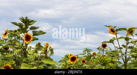 Sonnenblumen auf dem Gipfel vor der Ernte in Colorado Stockfoto