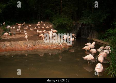 Pink Flamingos im Atlanta Zoo Atlanta Georgia 2009 Stockfoto